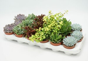 Succulents mix nr. 303 / P 8.5