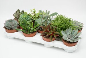 Succulents mix nr. 304 (Assorted)