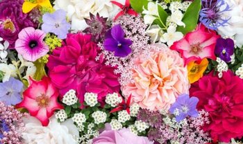 Summer Flowering Bulbs