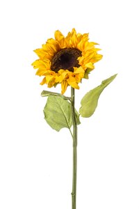 Sunflower dry look yellow 60cm
