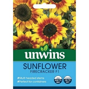 Sunflower Firecracker F1
