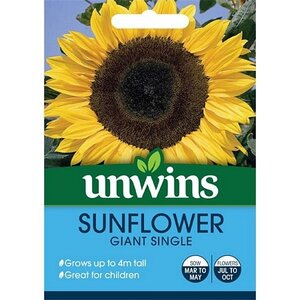 Sunflower Giant Single