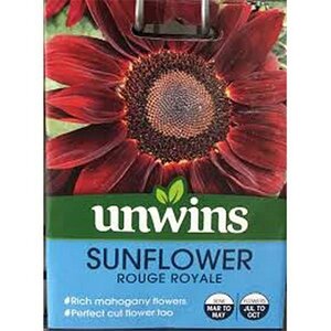 Sunflower Rouge Royale