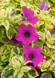Surfinia Variegated Purple - image 2