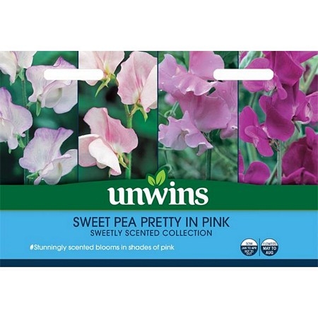 Sweet William Early Summer Scented