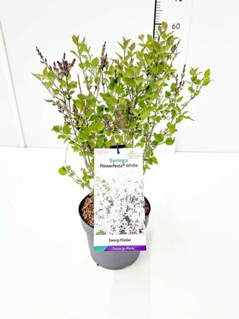 Syringa 'Flowerfest White'® 30-40 CM