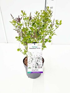 Syringa 'Flowerfest White'® 30-40 CM