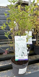 Syringa 'Flowerfest White'®