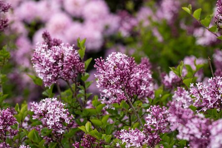 SYRINGA MEYERI PALIBIN