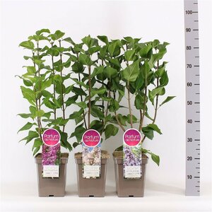 Syringa 'Parfum de Nature'® mix