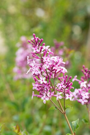 SYRINGA RED PIXIE