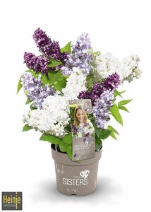 Syringa 'Three Sisters'