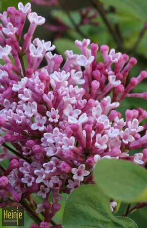 Syringa 'Tinkerbelle'