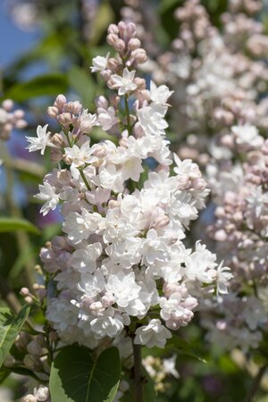 SYRINGA V. BEAUTY OF MOSCOW