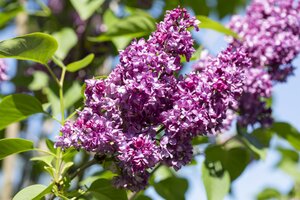 SYRINGA V. CHARLES JOLY
