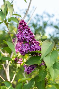 SYRINGA V. LUDWIG SPAETH