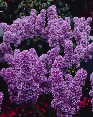SYRINGA V. LUDWIG SPAETH