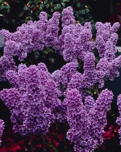 SYRINGA V. LUDWIG SPAETH