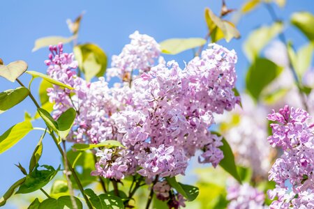 SYRINGA V. MICHAEL BUCHNER