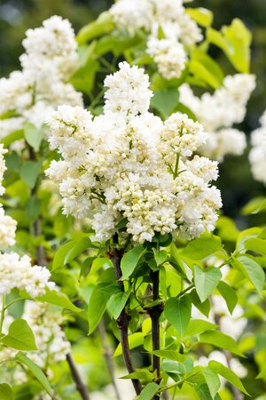 SYRINGA V. S. D'ALICE HARDING