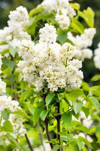 SYRINGA V. S. D'ALICE HARDING