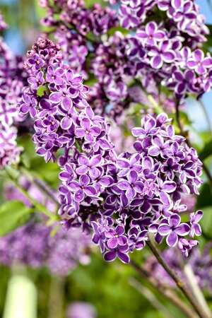 SYRINGA V. SENSATION