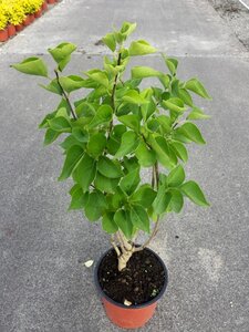 SYRINGA V. SENSATION