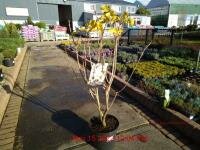 SYRINGA vul. Beauty of Moscow 80cm 3-4 Stem