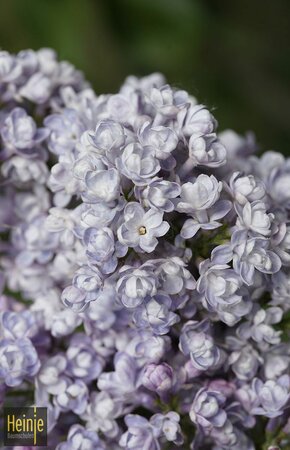 Syringa vulg.'Katharine Havemeyer'