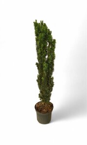 Taxus b. 'Fastigiata Robusta' 100-125 CM