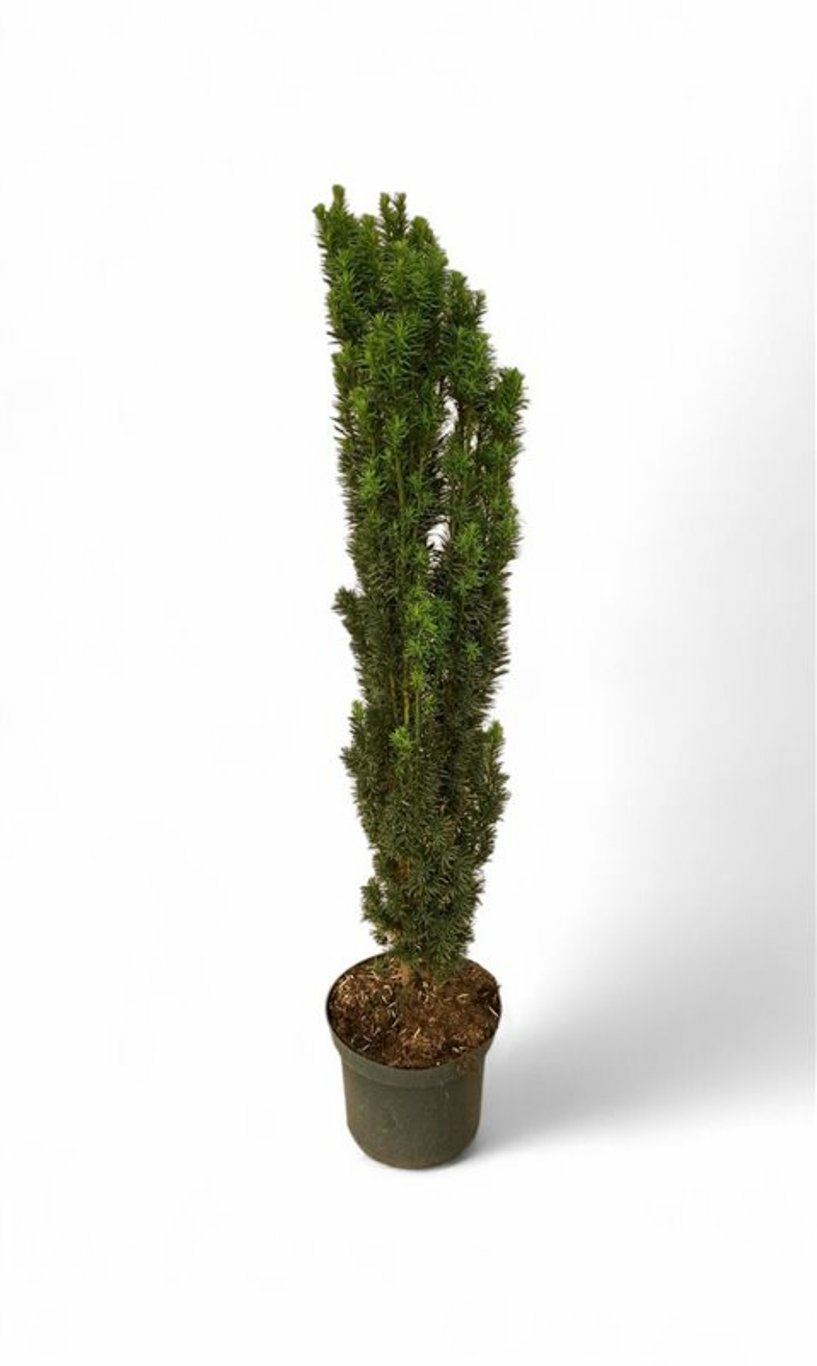 künstliche thuja smaragd Thuja Smaragd kaufen – schmale Hecke