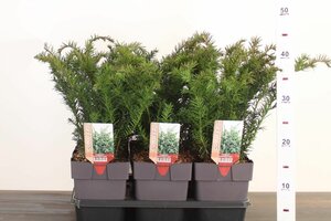 Taxus b. 'Repandens'