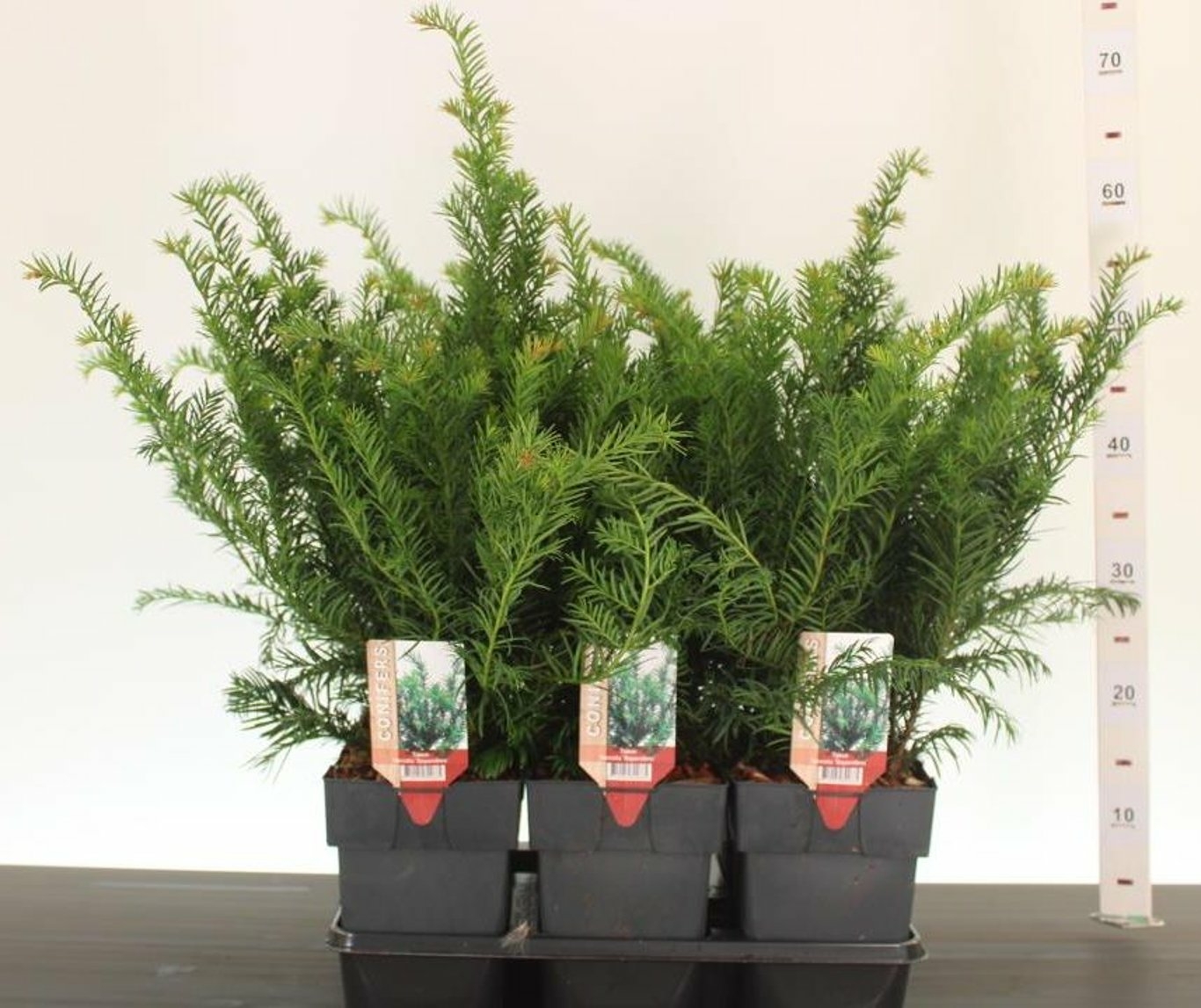 Taxus b. 'Repandens' - D and M Garden Centre