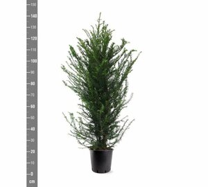 Taxus baccata 100-125 CM