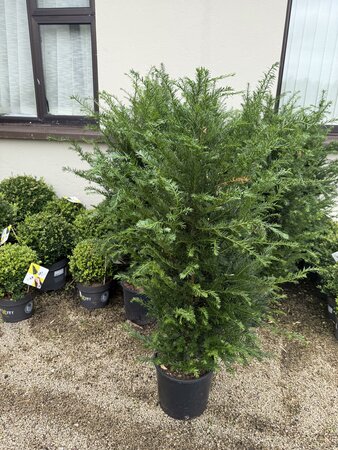 Taxus baccata 100-125 CM - image 2