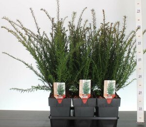 Taxus baccata 2Lsquare pot