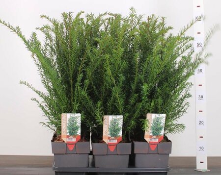 Taxus baccata