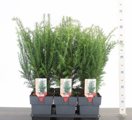 Taxus baccata 2L, square pot