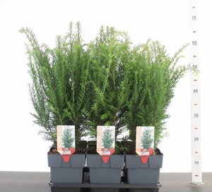Taxus baccata 2L, square pot
