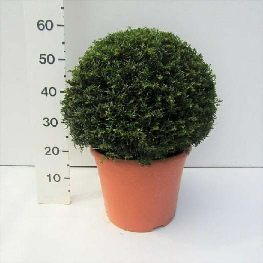 Taxus baccata 40 CM BALL - D and M Garden Centre