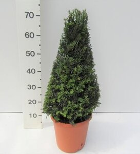 Taxus baccata / 50-60 CM PYR C7.5