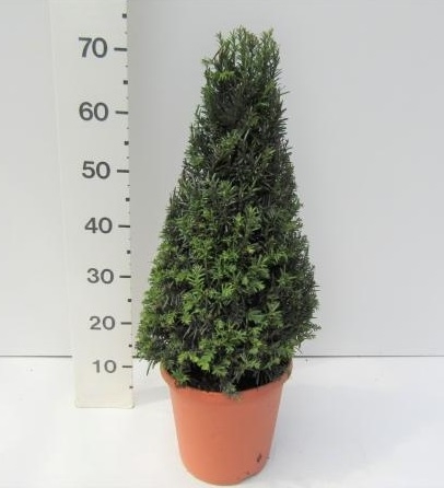 Taxus baccata / 50-60 CM PYR C7.5 - D and M Garden Centre