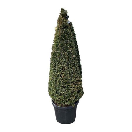 Taxus Pyramid