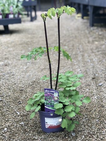 Thalictrum 'Black Stockings'