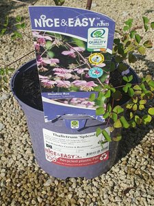 Thalictrum 'Splendide' - image 1