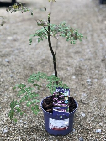 Thalictrum 'Splendide'