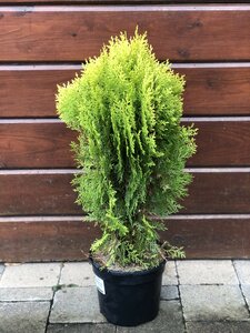 Thuja Aurea Nana