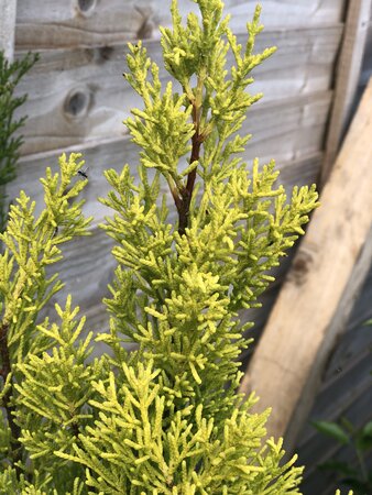 Thuja Golden Smargd