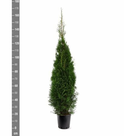 Thuja occ. 'Smaragd' 125-150CM