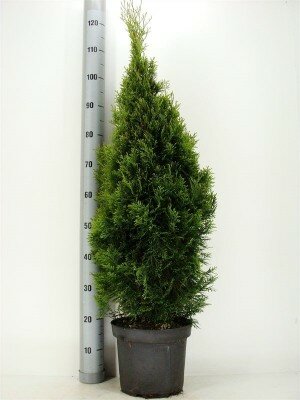 Thuja occ.smaragd